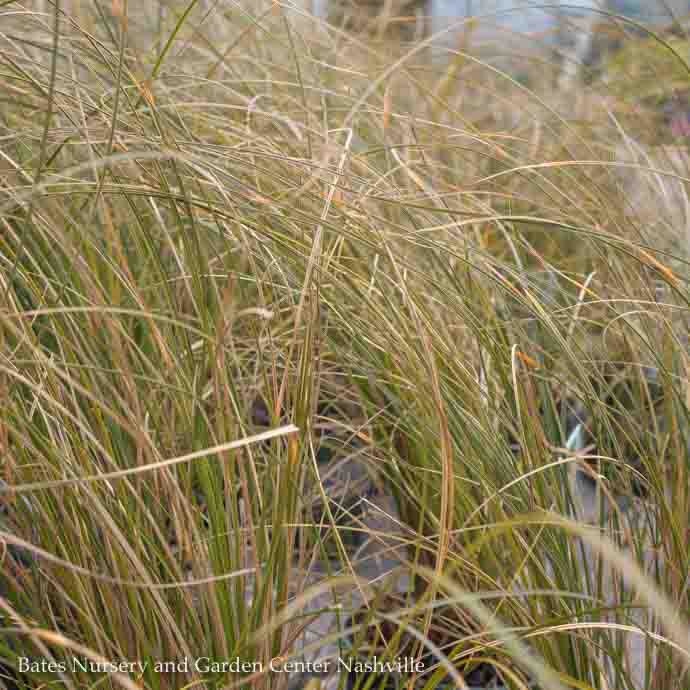 #1 Grass Carex testacea/ Orange New Zealand Sedge