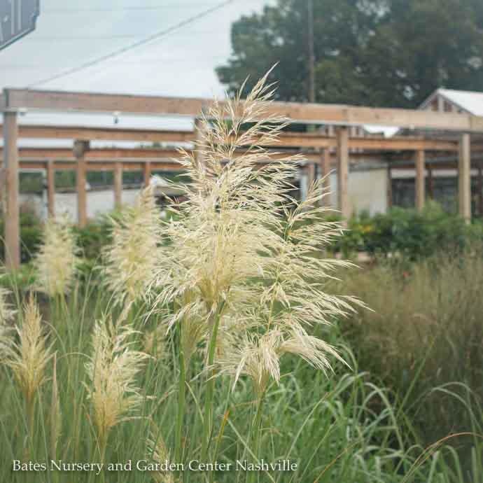 #5 Grass Cortaderia sel Pumila 'Ivory Feathers'/ Dwarf Pampas - No Warranty