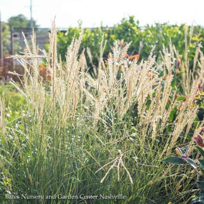 #1 Grass Miscanthus sine Yakushima/ Dwarf Maiden