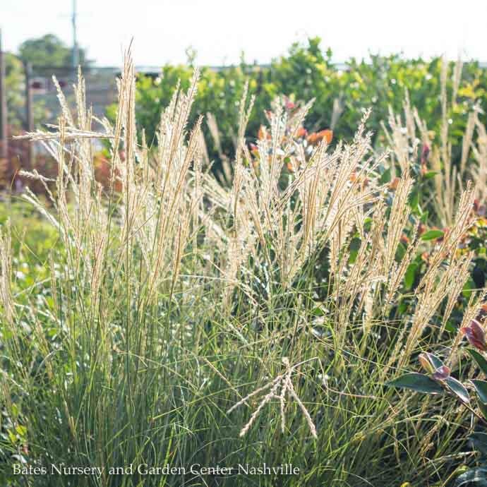 #1 Grass Miscanthus sine Yakushima/ Dwarf Maiden