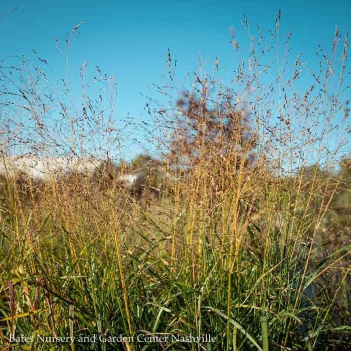 #3 Grass Panicum virg Shenandoah/Switch Native (TN)