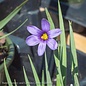 QP Sisyrinchium ang Lucerne/ Blue-Eyed Grass Native (TN)