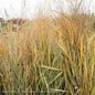 #1 Grass Panicum virg Prairie Winds Apache Rose/Switch Native (TN)