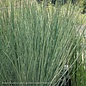 #1 Grass Juncus inflexus Blue Arrows/Rush