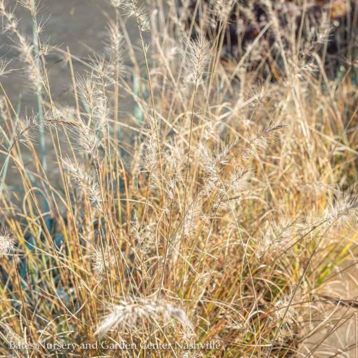 #1 Grass Pennisetum alop Piglet/Fountain Dwarf