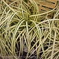 #1 Grass Carex osh Evergold/Sedge Variegated