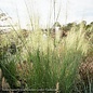 #1 Grass Muhlenbergia capillaris White Cloud/White Muhly Native (TN)