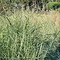 #1 Grass Panicum virg Summer Sunrise/ Switch