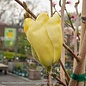 #5 Magnolia acum x den Elizabeth/ Deciduous Pale Yellow