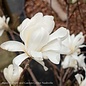 #5 Magnolia stellata Royal Star/ Deciduous White