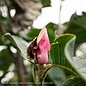 #7  SINGLE Magnolia x soul Black Tulip/ Deciduous Dark Purple-pink Saucer