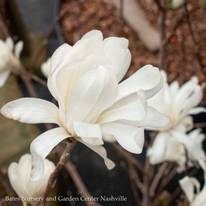 #10 Magnolia stellata Royal Star/Deciduous White
