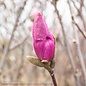 #25 Magnolia x Jane/Saucer Deciduous Multi