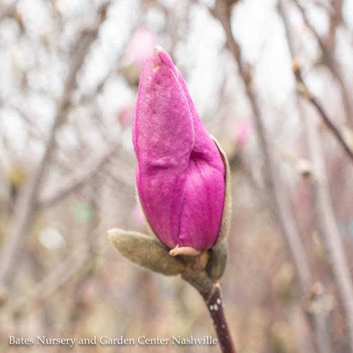 #25 Magnolia x Jane/ MULTI Deciduous red-purple