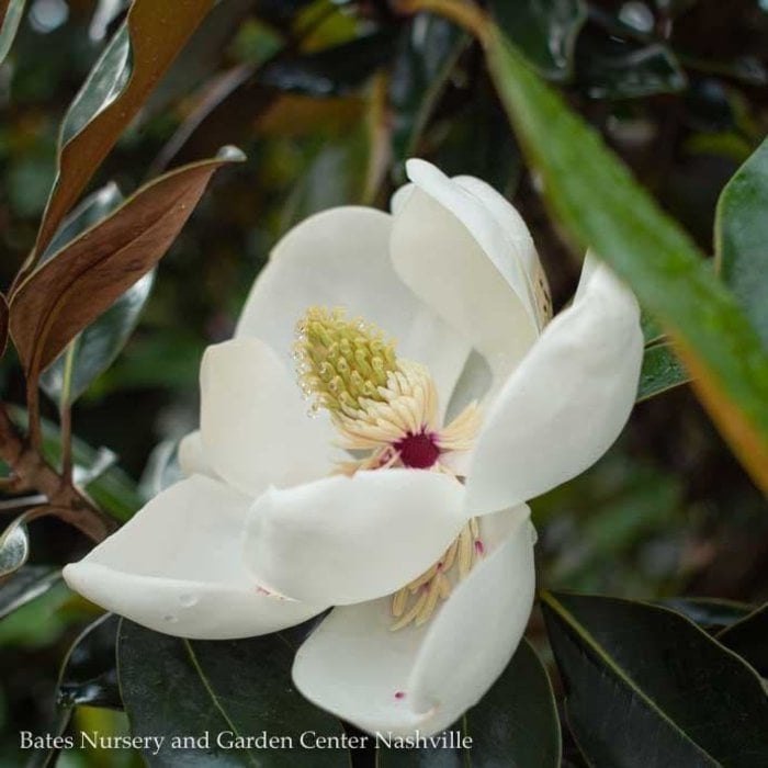 #15 Magnolia grand. 'Little Gem' / Dwarf Southern Magnolia