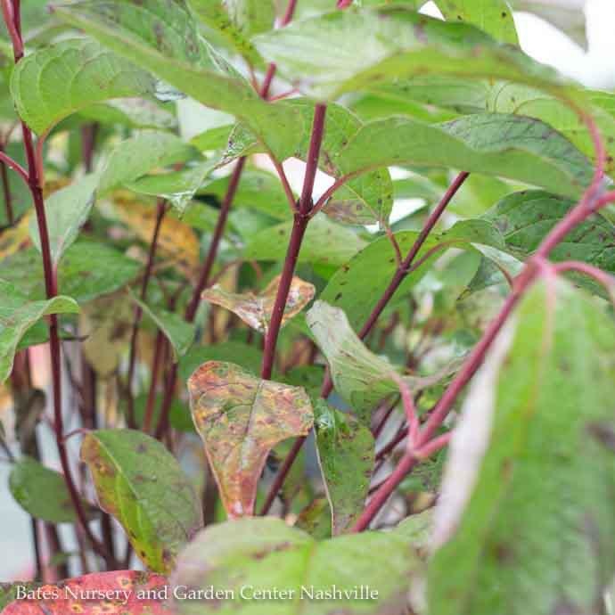 #1 Cornus alba Sibirica/ Tatarian Red Twig Dogwood