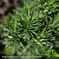 #2 Cephalotaxus harr Fastigiata/ Upright Japanese Plum Yew