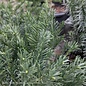 #6 Cephalotaxus harr Hedgehog/ Dwarf Spreading Japanese Plum Yew