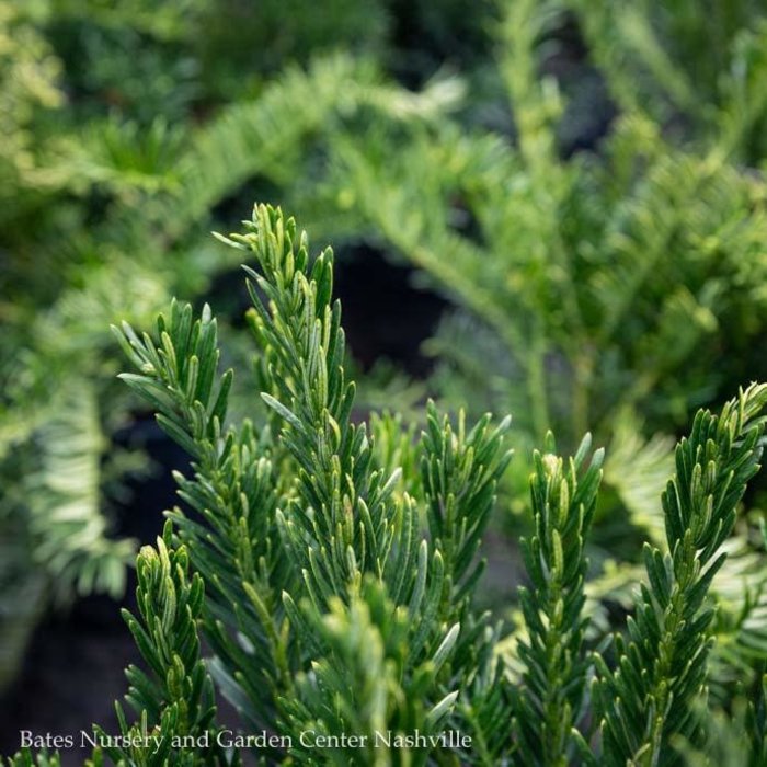 #5 Cephalotaxus harringtonia Duke Gardens/Japanese Plum Yew