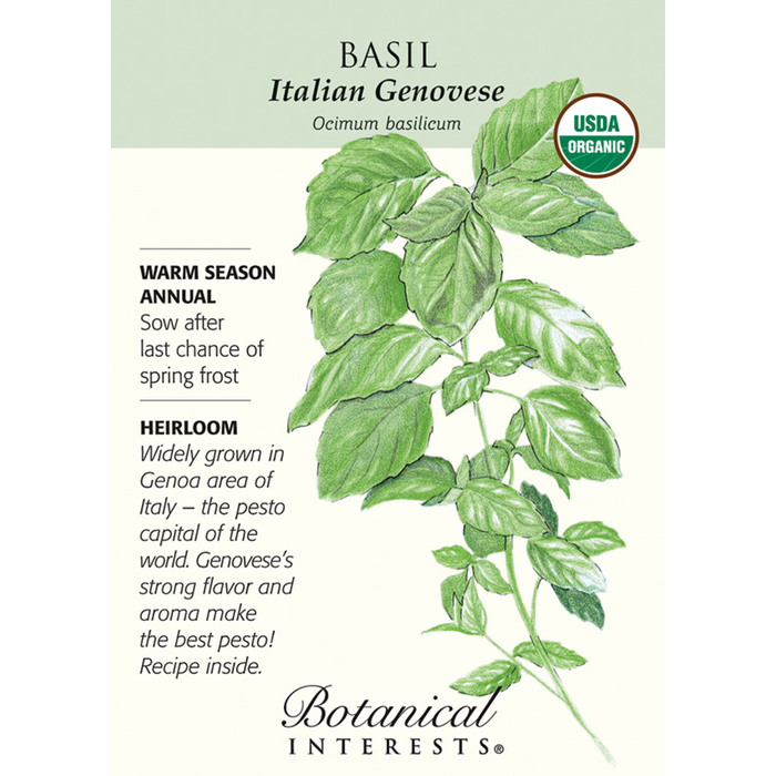 Seed Herb Basil Italian Genovese Organic Heirloom - Ocimum basilicum