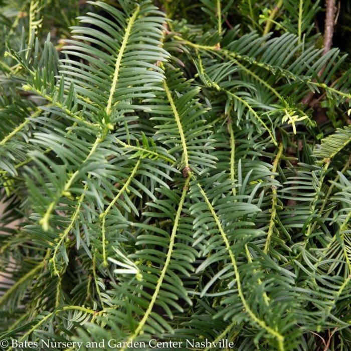 #2 Cephalotaxus harr Prostrata/ Spreading Japanese Plum Yew