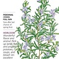 Seed Herb Rosemary Heirloom - Rosmarinus officinalis