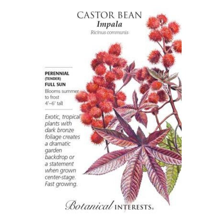 Seed Flwr Castor Bean Impala Heirloom - Ricinus communis