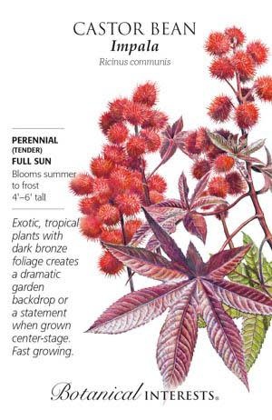 Seed Flwr Castor Bean Impala Heirloom - Ricinus communis