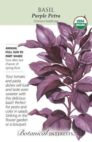 Seed Herb Basil Purple Petra Organic - Ocimum basilicum