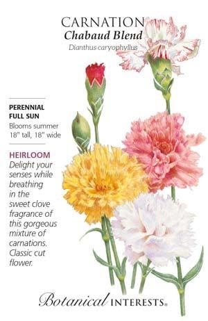Seed Flwr Carnation Chabaud Blend Heirloom - Dianthus caryophullus