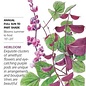 Seed Flwr Hyacinth Bean Ruby Moon Heirloom - Lablab purpureus