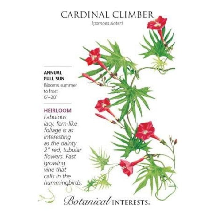 Seed Flwr Cardinal Climber Heirloom - Ipomoea x multifida