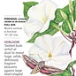 Seed Flwr Moonflower Heirloom - Ipomoea alba