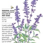 Seed Flwr Salvia farinacea Blue Victory