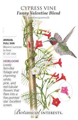 Seed Flwr Cypress Vine Funny Valentine Blend Heirloom - Ipomoea quamoclit