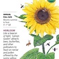 Seed Flwr Sunflower Lemon Queen Organic Heirloom - Helianthus annuus Native (TN)