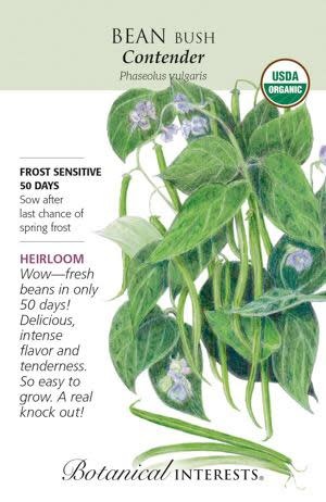 Seed Veg Bean Bush Contender Organic Heirloom - Phaseolus vulgaris
