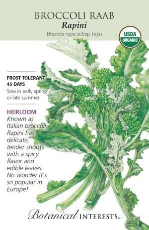 Seed Veg Broccoli Raab Rapini Organic Heirloom - Brassica rapa