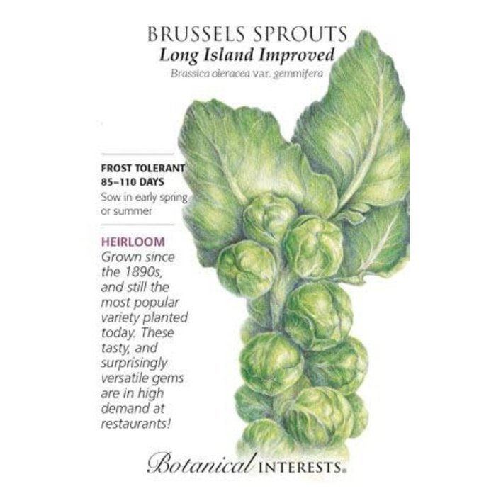 Seed Veg Brussels Sprouts Long Island Improved Heirloom - Brassica oleracea (Gemmifera group)