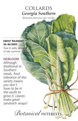 Seed Veg Collards Georgia Southern Heirloom - Brassica oleracea