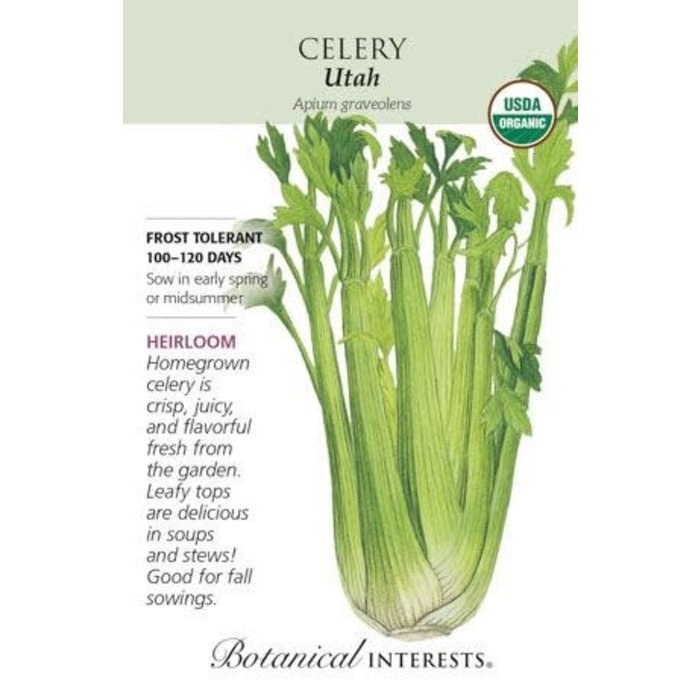 Seed Veg Celery Utah Organic Heirloom - Apium graveolens