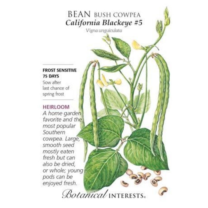 Seed Veg Bean Southern Cowpea California Blackeye Heirloom - Vigna unguiculata