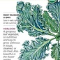 Seed Veg Kale Dwarf Blue Curled Organic Heirloom - Brassica oleracea