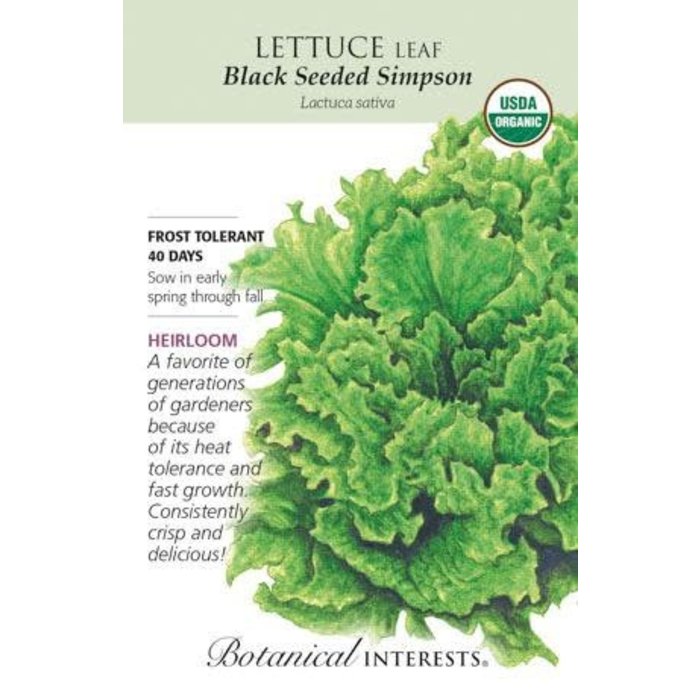 Seed Veg Lettuce Leaf Black Seeded Simpson Organic Heirloom - Lactuca sativa