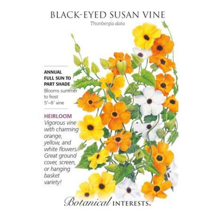 Seed Flwr Black-Eyed Susan Vine Heirloom - Thunbergia alata