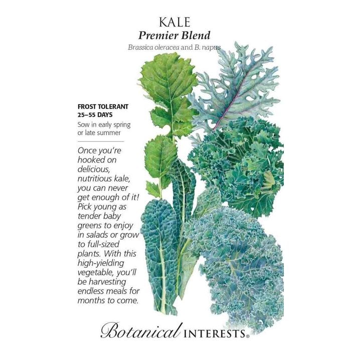 Seed Kale Premier Blend - Brassica oleracea - Lrg Pkt