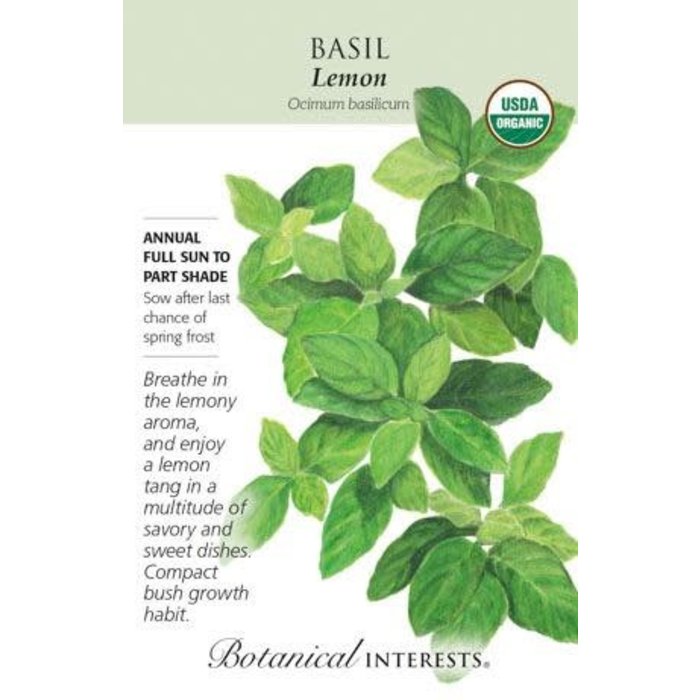 Seed Herb Basil Lemon Organic - Ocimum basillicum