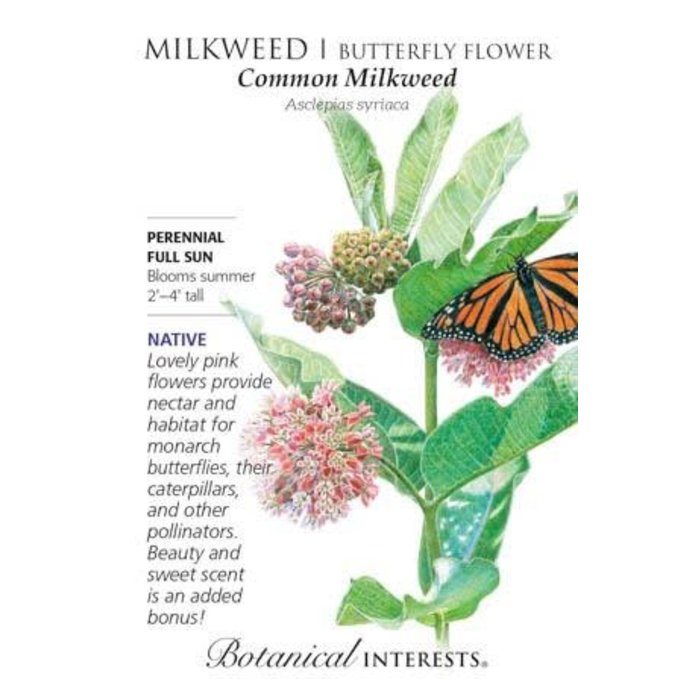 Seed Flwr Milkweed Butterfly Flower Common Native (TN) Heirloom - Asclepias syriaca