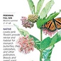 Seed Flwr Milkweed Butterfly Flower Common Native Heirloom - Asclepias syriaca