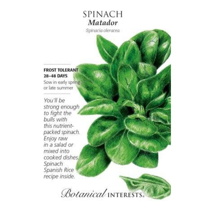 Seed Veg Spinach Matador - Spinacia oleracea